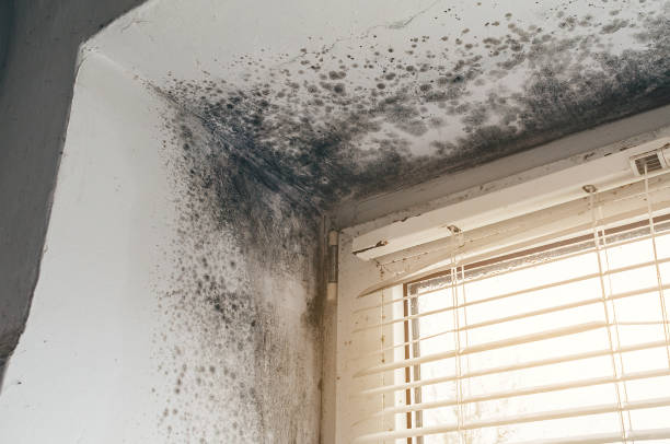 Affordable Attic Mold Remediation solutions in Cream Ridge, NJ